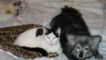 a black & white cat sits happily next to a black dog